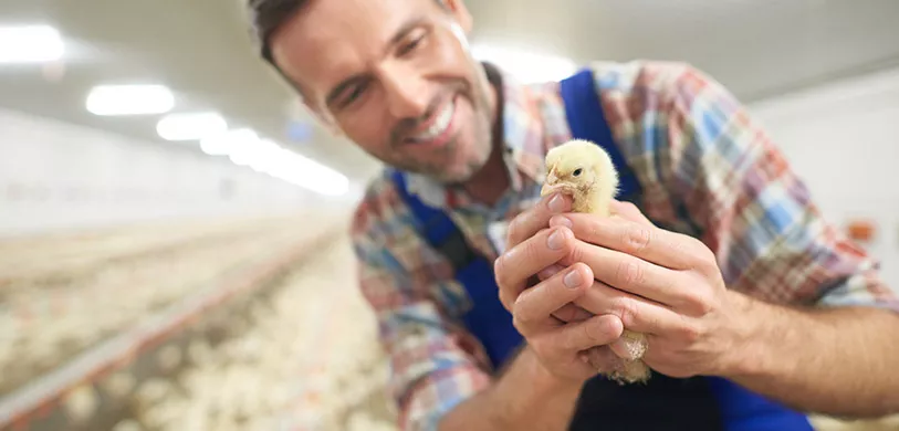 poussin-homme poussin-homme